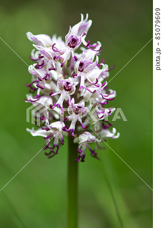 Beautiful orchid flowers in a blurry background White and purple orchid flower in nature - selective focus Beautiful orchid flowers in a blurry background White and purple orchid flower in nature - selective focus 85079609