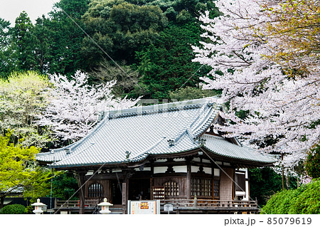 滋賀県大津市　微妙寺　～本堂と満開の桜～ 85079619