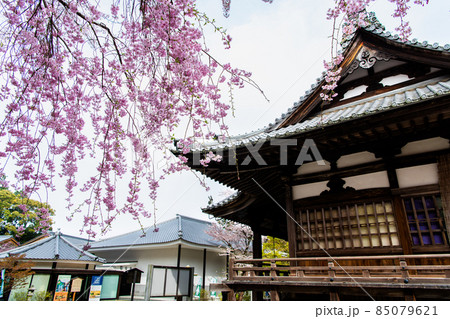 滋賀県大津市 微妙寺 ~本堂と満開の桜~ 滋賀県大津市 微妙寺 ~本堂と満開の桜~ 85079621