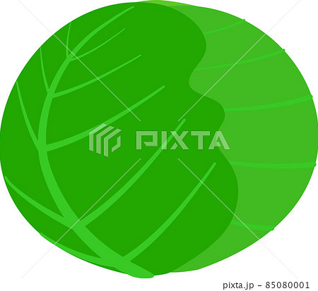 シンプルなキャベツ シンプルなキャベツ 85080001