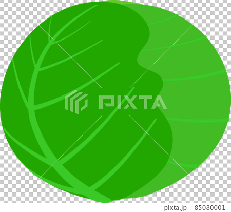 シンプルなキャベツ シンプルなキャベツ 85080001