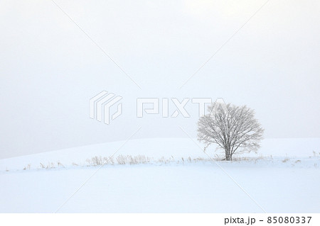 【北海道美瑛町】雪原の一本木　12月 85080337