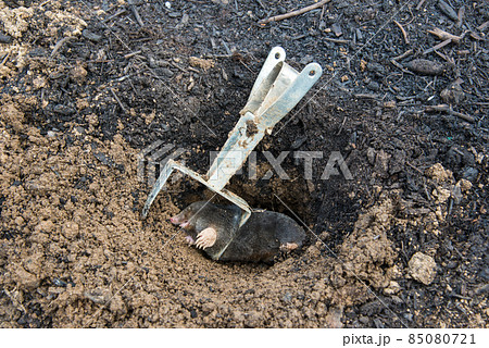 A mole caught in a trap crawling outside the tunnel 85080721
