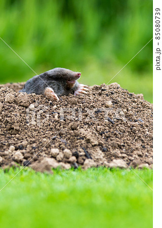 Mole [Talpa europaea] in the lawn 85080739