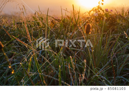 meadow in the morning with dew drops meadow in the morning with dew drops 85081103