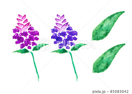 ウツボグサ 85083042