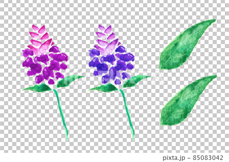 ウツボグサ 85083042