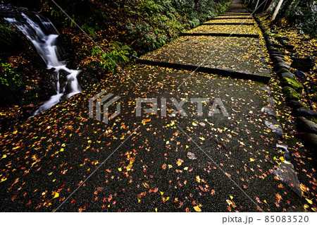 晩秋の白山比咩神社 85083520
