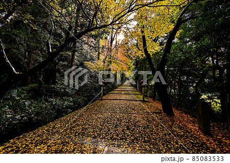 晩秋の白山比咩神社 85083533