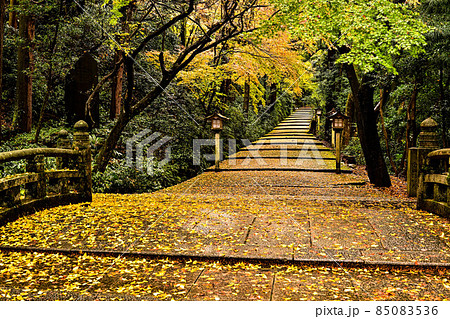 晩秋の白山比咩神社 85083536