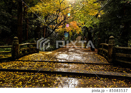 晩秋の白山比咩神社 85083537