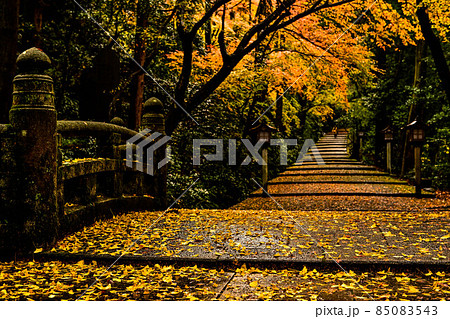 晩秋の白山比咩神社 85083543