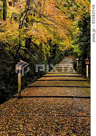 晩秋の白山比咩神社 85083548