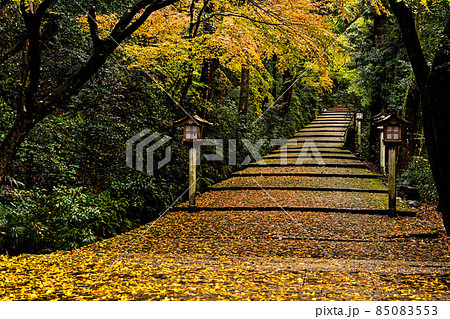 晩秋の白山比咩神社 晩秋の白山比咩神社 85083553