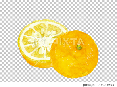 断面の見える二つに切ったユズ【水彩画イラスト】白バック 透過背景 断面の見える二つに切ったユズ【水彩画イラスト】白バック 透過背景 85083653