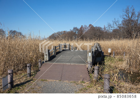 茂林寺沼湿原の遊歩道　群馬県館林市 85083658