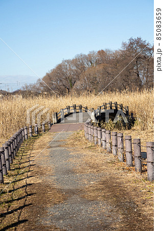 茂林寺沼湿原の遊歩道　群馬県館林市 85083659