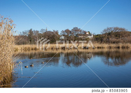 茂林寺沼　群馬県館林市 85083905