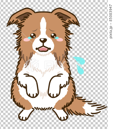 Frightened Border Collie (Red & White) 85083947