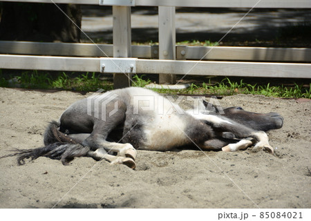 お馬さん 板橋東公園 1 お馬さん 板橋東公園 1 85084021