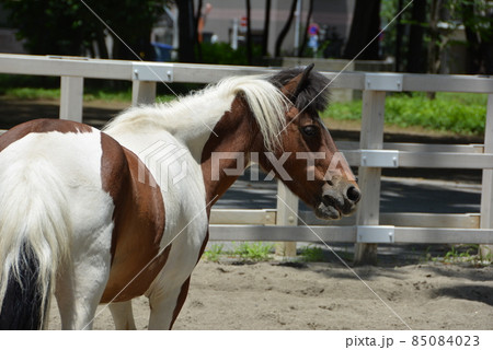 お馬さん 板橋東公園 3 85084023