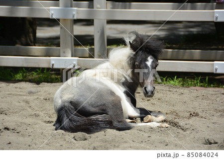 お馬さん 板橋東公園 4 85084024
