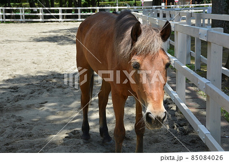 お馬さん 板橋東公園 6 85084026