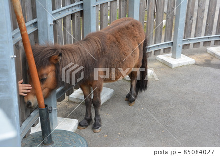 お馬さん 板橋東公園 7 85084027