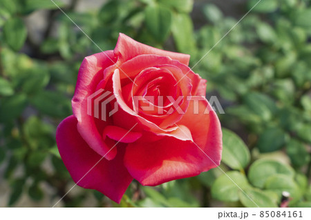 【東京都】旧古河庭園（旧古河邸） 85084161