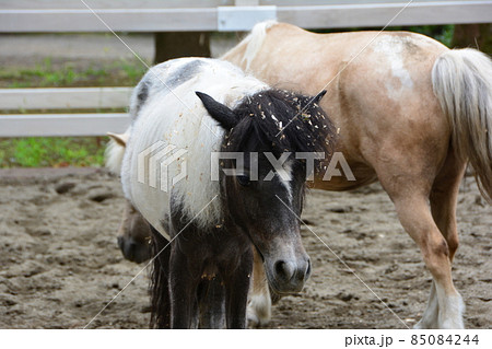 お馬さん 板橋東公園 13 お馬さん 板橋東公園 13 85084244