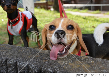 犬　十条駐屯地横　図書館前公園 85084245