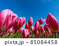 チューリップ 85084458