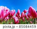 チューリップ 85084459