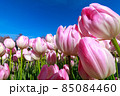 チューリップ 85084460