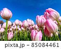 チューリップ 85084461