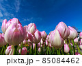 チューリップ 85084462