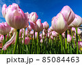 チューリップ 85084463