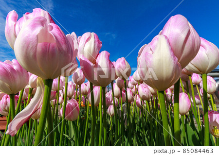 チューリップ チューリップ 85084463