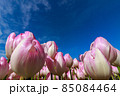チューリップ 85084464