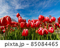 チューリップ 85084465