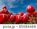 チューリップ 85084466