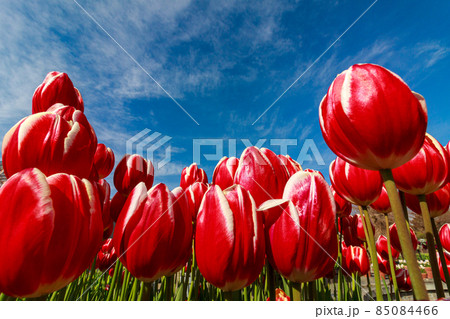 チューリップ チューリップ 85084466