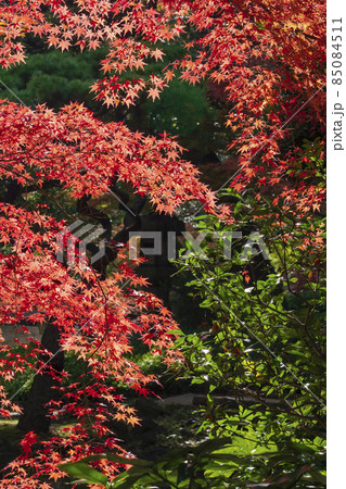 【東京都】旧古河庭園（日本庭園の紅葉） 85084511