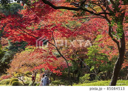 【東京都】旧古河庭園（日本庭園の紅葉） 85084513