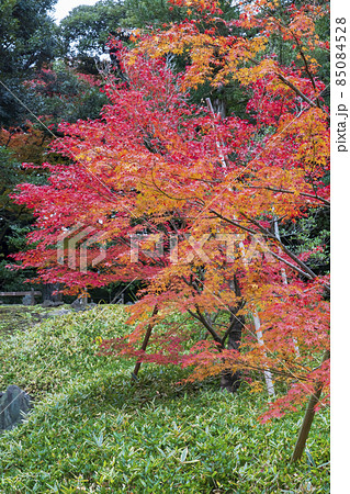 【東京都】旧古河庭園(日本庭園の紅葉) 【東京都】旧古河庭園(日本庭園の紅葉) 85084528
