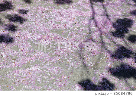 公園の桜の花筵 公園の桜の花筵 85084796