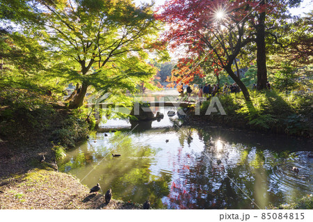 【東京都】特別名勝 六義園(紅葉の渡月橋) 【東京都】特別名勝 六義園(紅葉の渡月橋) 85084815