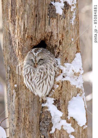 エゾフクロウ　フクロウ　クンネレクカムイ　イソサンケカムイ　北海道野鳥 85084881