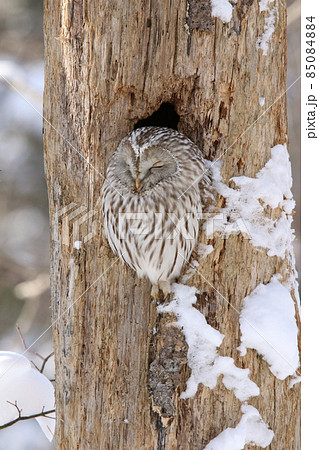 目覚めの夕刻を迎えたエゾフクロウ　フクロウ　クンネレクカムイ　イソサンケカムイ　北海道野鳥 85084884