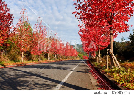 和歌山県の紅葉風景 85085217